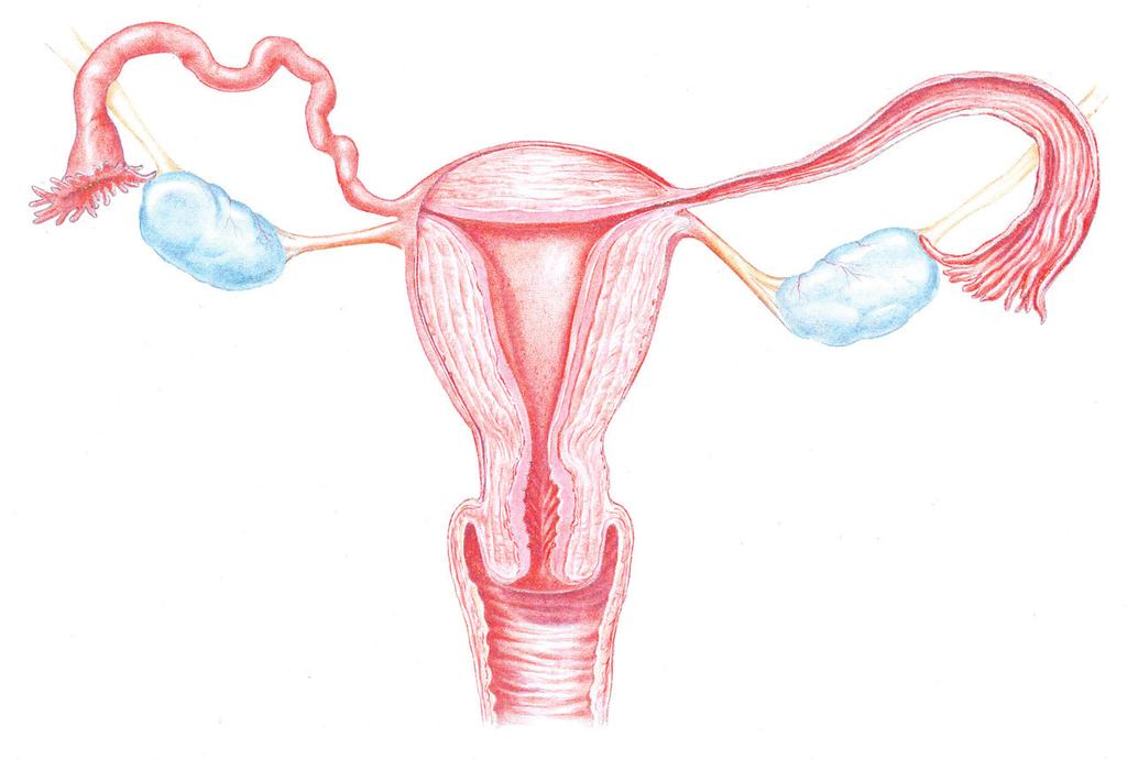 Die Eierstöcke Risiko Eierstockkrebs Die beiden Eierstöcke (Ovarien) sind Teil der inneren weiblichen Geschlechtsorgane. Sie sind mandelförmig und liegen im kleinen Becken beidseits der Gebärmutter.