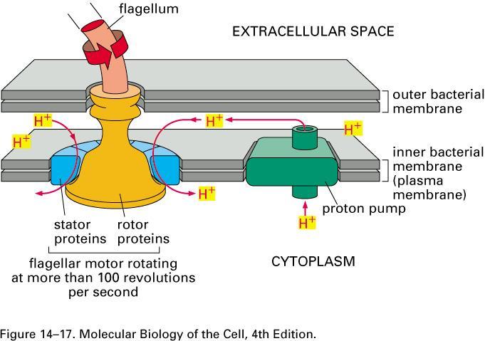 Konzepte: Photosynthese Eigentlich ein Elektromotor Die ATP-Synthase entstand eigentlich aus dem Motor der bakteriellen Geißel.