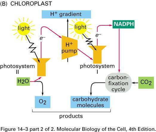 Konzepte: Chemie und Biologie der Speicherung Dunkelreaktion Der Protonengradient der Lichtreaktion wird zur Erzeugung von ATP eingesetzt.