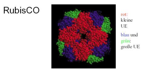 Konzepte: Chemie und Biologie der Speicherung Fixierung des Kohlenstoffs Im Calvinzyklus wird Kohlendioxid an den C5-Körper Ribulose-1,5- bisphosphat (Rubis) gehängt.