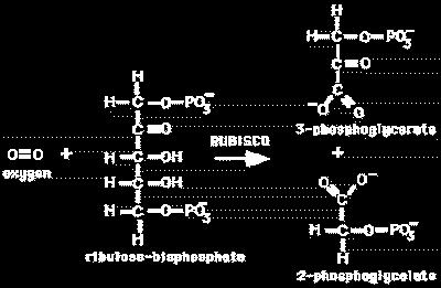 Konzepte: Chemie und Biologie der Speicherung Ein Enzym mit Webfehler RubisCo als Carboxylase RubisCo als Decarboxylase Die zwei Seiten der RubisCo.