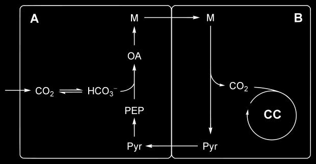 Konzepte: Chemie und Biologie der Speicherung C4-Pflanzen Strategien zur Unterdrückung der Photorespiration sind vor allem bei viel Licht und geringem Kohlendioxidgehalt wichtig.