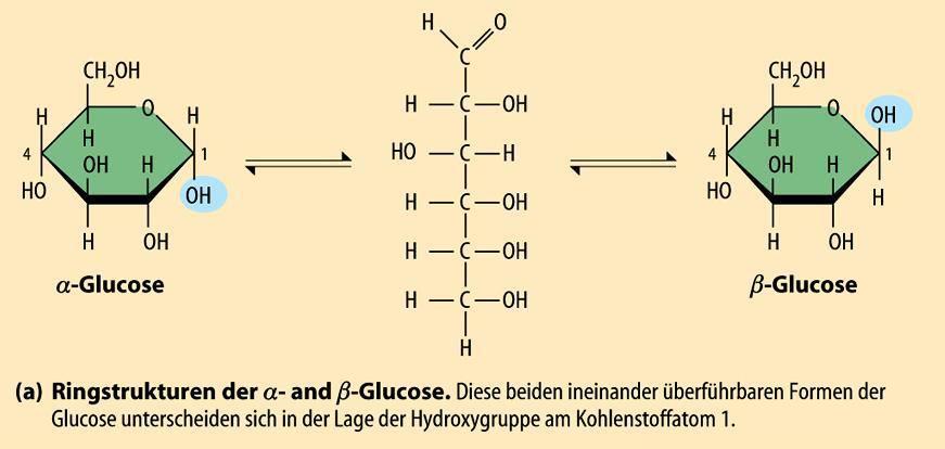 Konzepte: Chemie und Biologie der Speicherung Stärke Dunkelreaktion: viele Moleküle Glucose, die durch die Membran erst einmal gefangen sind.
