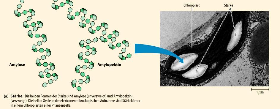 Konformationen von Zuckern: Die Hydroxylgruppe kann nach unten oder nach oben zeigen, was bei der Polymerisierung die Struktur bestimmt.