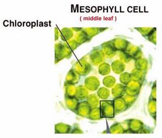 Die Zellkerne sind durch die Chloroplasten verdeckt.