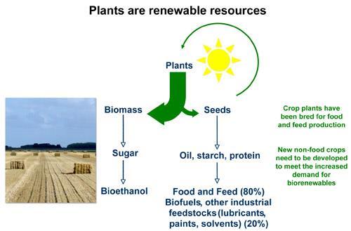 Anwendung: Energiepflanzen der nächsten Generation Der Grundkonflikt Der Großteil der pflanzlichen Biomasse (Cellulose) ist nur indirekt und nicht sehr effizient (Biogas) für