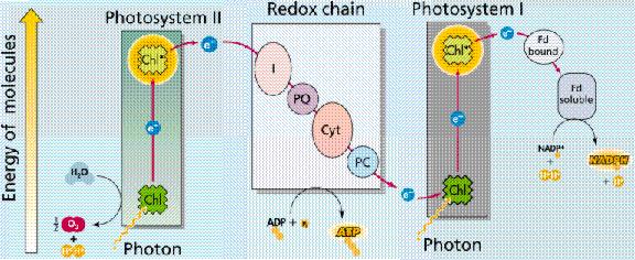 Konzepte: Photosynthese Die Lichtreaktion Die beiden Photosynthese sind gemeinsam mit anderen Proteinen zu einer Ladungskette zusammengefasst.