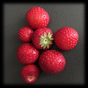 April Der April wird ein arbeitsreicher Monat, endlich kann die Vorfreude in Taten umgesetzt werden Winterschutz entfernen Erdbeerpflanzzeit!