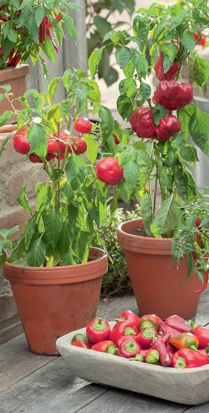 Kübel und Minigärten geeignet: Kohlrabi Zucchini, platzsparende