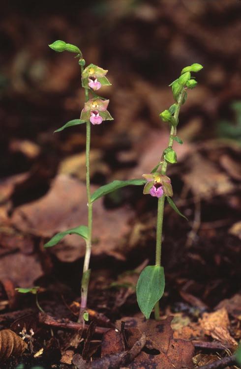 Epipactis nordeniorum Typ A,