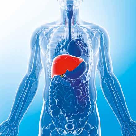 ALPHA 1 -ANTITRYPSINMANGEL BEI KINDERN Bei Erwachsenen ist meist die Lunge das von der Erkrankung am stärksten betroffene Organ, bei Kindern dagegen ist es vorrangig die Leber.