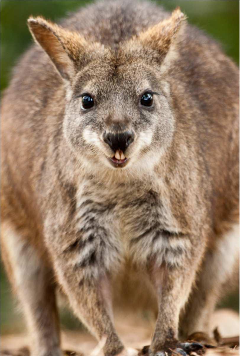 Zum einen ist diese Känguru-Art wesentlich winterfester als die Parma-Wallabies, zum anderen wird sie auch