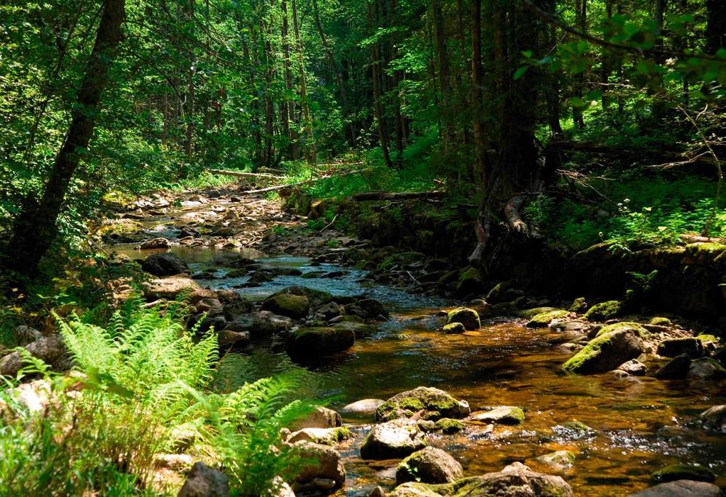 Nationalpark Bayerischer Wald Luchse sind wieder in freier Wildbahn heimisch geworden www.