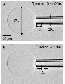 Membrane Adhesion: Vesicle aspiration technique For