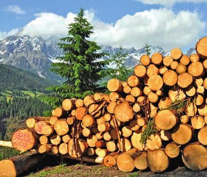 Dabei entfallen mit 54 % mehr als die Hälfte des österreichischen Waldbesitzes auf Kleinwaldbesitzer mit einer Fläche unter 200 ha, weitere 28 % auf die Kategorie Großwald.