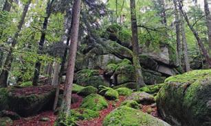 HALBTAGESEXKURSIONEN H2 Auwaldbewirtschaftung und Naturschutz Der Forstbetrieb Freising der Bayerischen Staatsforsten bewirtschaftet rund 3.800 ha Auwald, im Wesentlichen an der Isar.