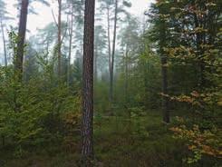 Eschentriebsterben, Jagd und Biber verstärken diesen Spannungsbogen, in dem sich der Forstbetrieb bewegt.