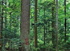Diskutiert werden soll, inwieweit der Wirtschaftswald die natürliche Waldgesellschaft ersetzen oder beeinflussen kann/darf und welche Maßnahmen an der Grenzlinie sinnvoll und möglich sind.