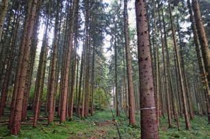 Rodung, Landwirtschaft und Eisenerzabbau veränderten die natürliche Vegetation und verdrängten den einstmals geschlossenen Buchen-Mischwald.