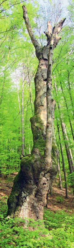 Die Wipfelsfurth bildet ein einzigartiges geologisches und forstliches Kleinod in Bayern. Die höchsten und dicksten Bäume des Forstbetriebs Kelheim stehen hier auf engstem Raum.