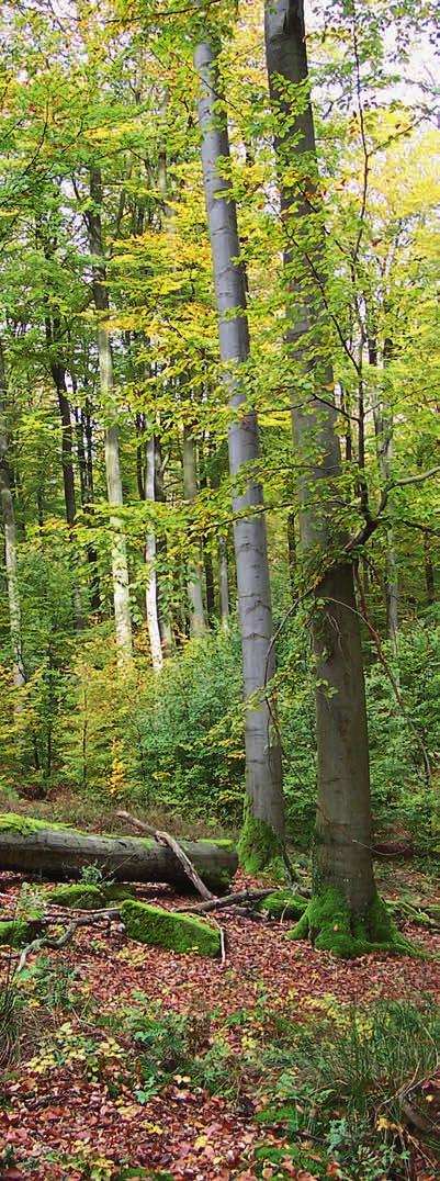 Knapp vier Milliarden Hektar Wald bedecken heute noch rund 30 Prozent der Erdoberfläche in der Tendenz bedauerlicherweise abnehmend.