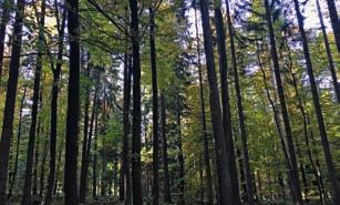 Institutionen beleuchtet. Die Forstlichen Zusammenschlüsse setzen sich professionell für die Belange der Waldbesitzer/innen ein; in nahe gelegenen Wäldern wird die Umsetzung in der Praxis gezeigt.