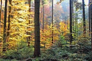 Der Umbau in Mischwälder verfolgt einen integrativen Ansatz aus ökologischen, sozialen und ökonomischen Zielen.