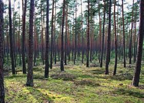 Seit den 1970er-Jahren versuchen Forst- und Wasserwirtschaftsverwaltung in einem der größten Schutzwaldsanierungsprojekte in Bayern, mit umfangreichen Lawinen- und Gleitschneeverbauungen in