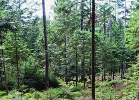 Waldgesellschaften. Hier finden Sie sowohl Bergmischwälder als auch Weich- und Hartholzauen.