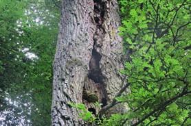 SAMSTAG, 20.05. G19 Waldflurbereinigung im Klein(st)privatwald Große Chance für kleinste Wälder!