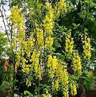 Blätter (20-30 Beeren gelten für einen Erwachsenen als tödliche Dosis) Gemeiner Goldregen (Laburnum anagyroides) bis 7 m hoher