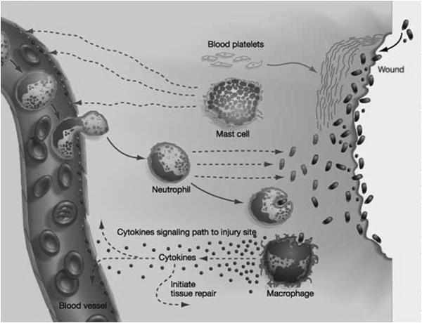 HS + Wundheilung (nach Chen und Abatangelo 1999 + Frenkel 2012) Stadium Prozess Mechanismen Inflammation Aktivierung der Entzündungsreaktion Moderation der Entzündungsreaktion Zellinfiltration