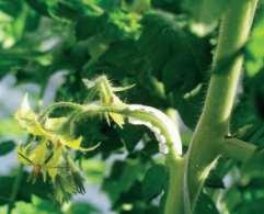 Pflege - Tomaten Wöchentlich: (Ent)Blatten wickeln oder anclipsen Geiztriebe entfernen (Trossbügel bis max. 8 Fruchtstand) wöchentlich 2-3 Blättern pro Durchgang ca.