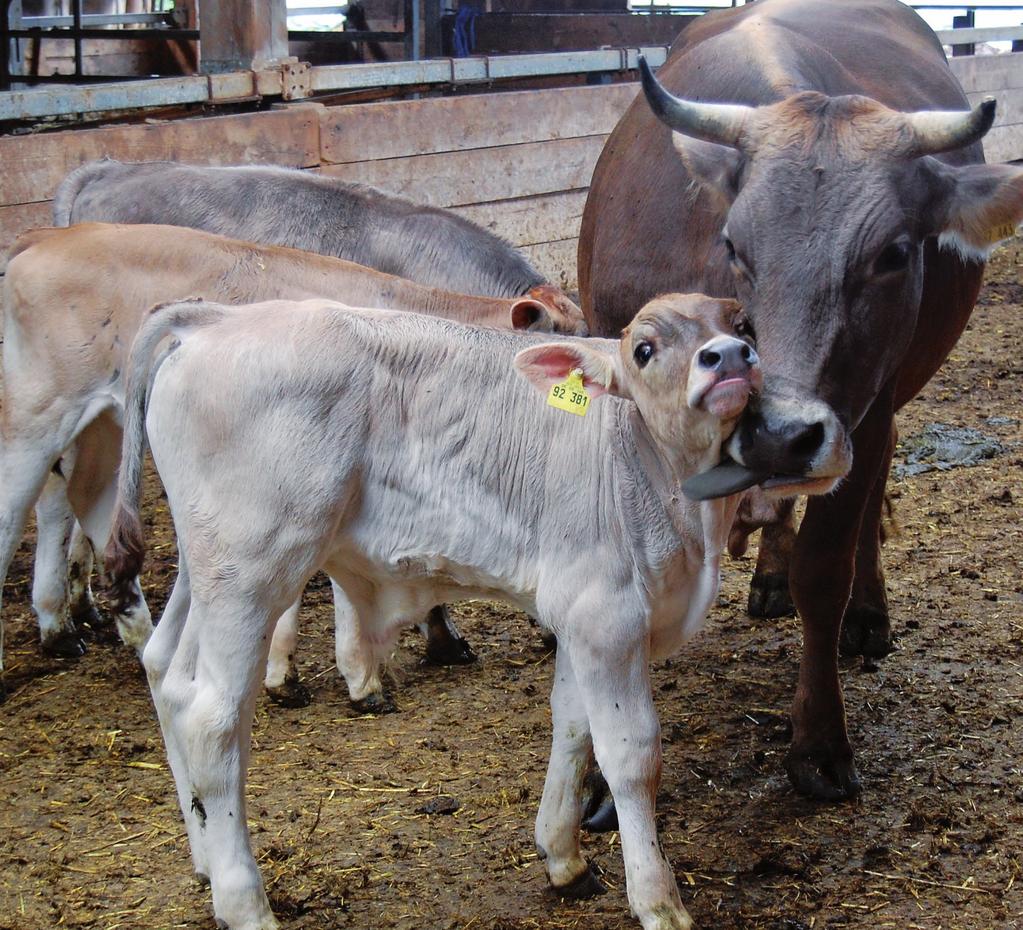 MERKBL AT T Mutter- und Ammen- gebundene Kälberaufzucht in der Milchviehhaltung Die mutter- und ammengebundene Kälberaufzucht findet bei Landwirten wachsendes Interesse.