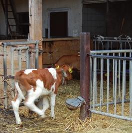 Knoepfel CH-8108 Dällikon Rasse: Swiss Fleckvieh / Red Holstein Herdengröße: 40 Kühe Haltungssystem: Boxenlaufstall Kälberaufzucht: Langzeitiges Säugen mit zusätzlichem Melken, Säugen 2-mal täglich 1
