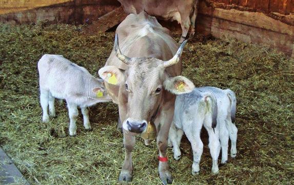 2 Kühe mit chronischen Euterproblemen können durch das Saugen der Kälber geheilt werden. 1 Wenn mehrere größere Kälber an einer Amme saugen, sind Euterverletzungen möglich.