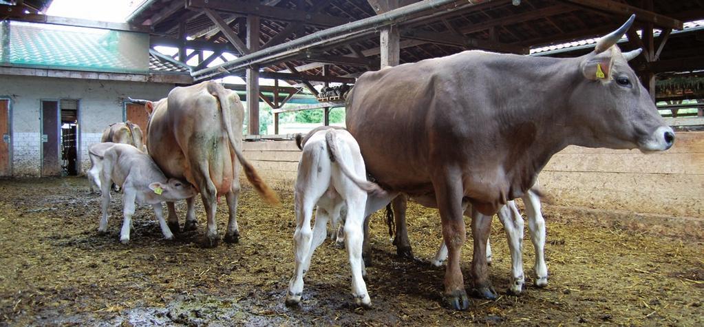 Vermarktung: Vorzugsmilch Demeter Zeitlicher Ablauf zur Melkzeit: 1. Die säugenden Kühe werden vor den anderen Kühen gemolken. 2.