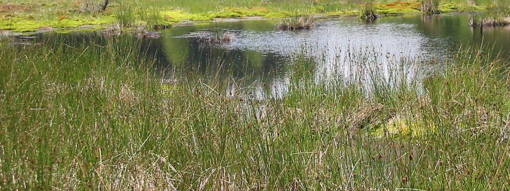Moorgewässer, aufgelassene Torfstiche und kleinere Gewässer mit moorigen Ufern. Sie besiedelt nicht die Schlenken im zentralen Moor, ist also keine Hochmoorlibelle.