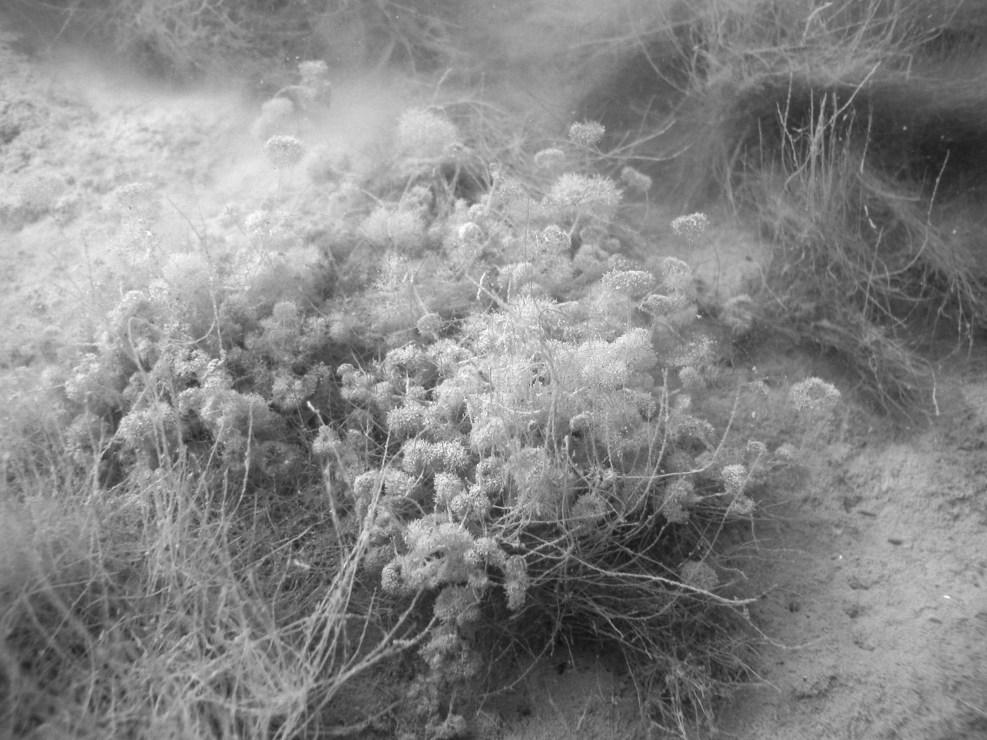 40 BNH 22 Haarfeine Glanzleuchteralge (Nitella capillaris, RL Hessen 0) Nitella capillaris ist eine kleine zarte Pflanze mit haarfeinen Ästen und einer recht dichten Silhouette.