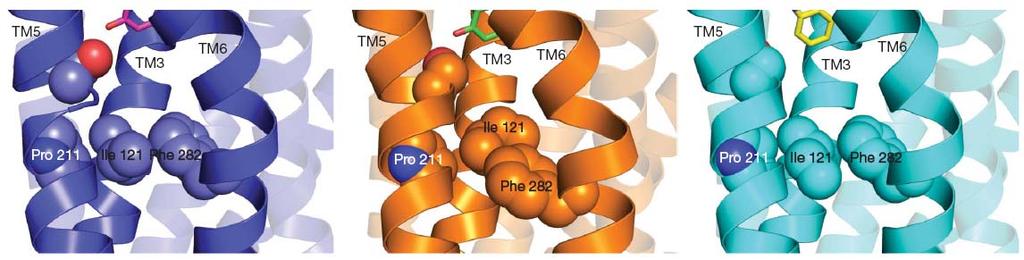 Aktivierung des β 2 -Adrenozeptors durch Rotation von TM5 und TM6 + reversibler inverser Agonist (R) + reversibler Agonist +