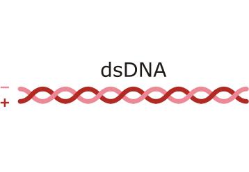 dsdna und ssrna Erbsubstanz: Doppelsträngige DNA 2