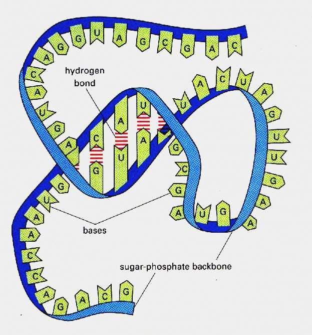 Strukturbildung: dsdna-helices, ssrna-schlaufenhybride