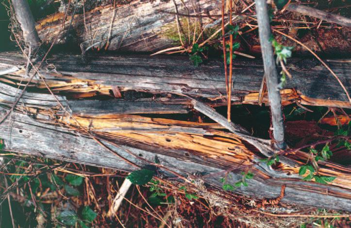 zende Holz verloren geht. Darum empfiehlt es sich, in kritischen Situationen die Wiederbewaldung durch Pflanzung zwischen dem liegenden Holz zu beschleunigen.