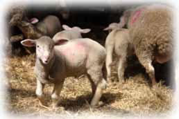 Take home Viele Möglichkeiten der Lammfleischerzeugung kein generelles Erfolgsrezept!! Aber, mit.