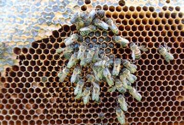 D Stark geschwächte Bienenvölker (z.b. durch die Varroamilbe) erkranken zusätzlich im Endstadium auch an Durchfall (Durchfallerreger als Trittbrettfahrer ) 2.