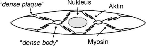 Abb. 1: Schematische Abbildung einer Zelle der glatten Muskulatur (nach Linke & Pfitzer) 1.1.2 Filamenttypen der Muskelzellen Myosin: Protein der dicken Filamente Das Myosin der glatten Muskulatur wird der Myosin-II-Klasse zugeordnet.