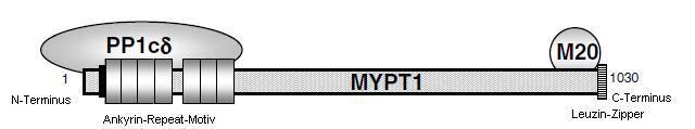 Abb. 2: schematische Darstellung der MLCP mit MYPT1, PP1C und M20 Untereinheit (modifiziert nach ITO 2004) 1.2.3.2.1 Regulation der Aktivität der Myosinleichtkettenphosphatase Nachdem die Myosinleichtkettenphosphatase zunächst als spontan und konstitutiv aktives Enzym betrachtet wurde [DISALVO et al.