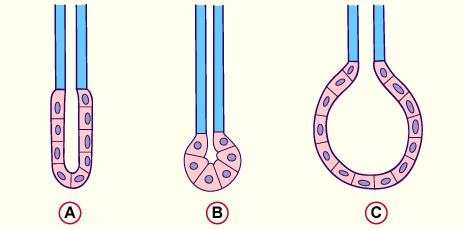 Drüsenformen: A) das Drüsenendstück zeigt sich in Form eine Schlauches tubulös = schlauchförmig B) das Drüsenendstück ist sphärisch.