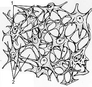 2) Bindegewebe Mesenchym-Netzwerk, schematisch Charakteristik der Mesenchymzellen: 3D-Netz mit Kontakt der Zellen über Fortsätze Produktion von Interzellularsubstanz Pluripotentes Gewebe (weitere