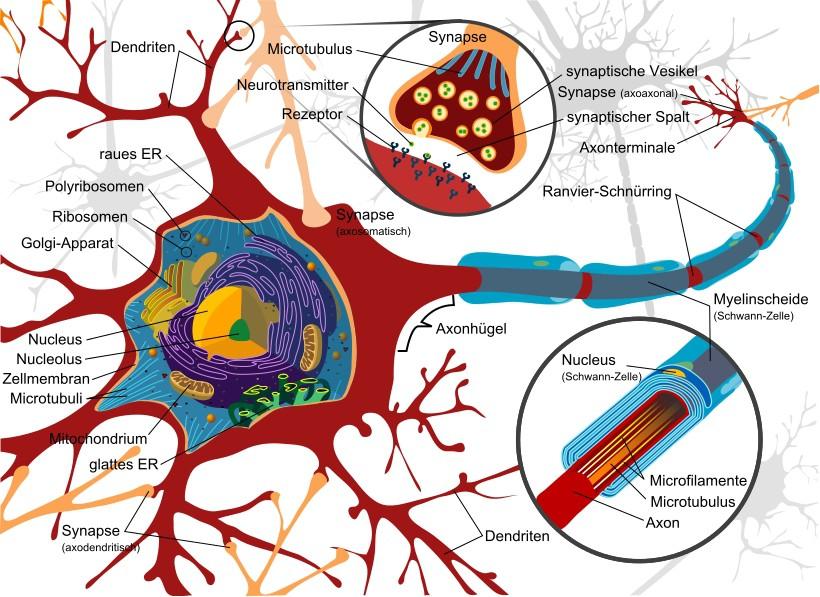 4) Nervengewebe aus Nervenzellen (Neuronen) und